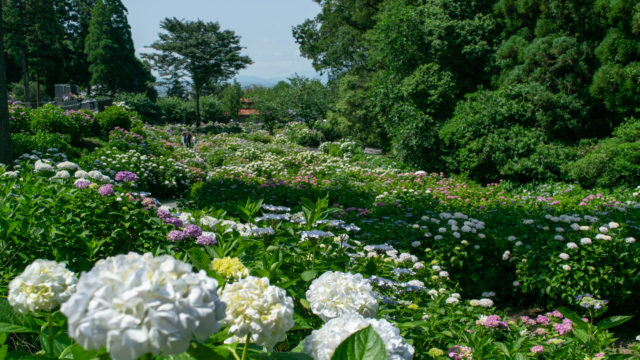 福岡 久留米市の紫陽花おすすめスポット 千光寺 別名あじさい寺 が美しい 千光寺には御朱印も はたこ旅