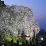 【福岡】うきは市の『身延のしだれ桜』駐車場や行き方を紹介！