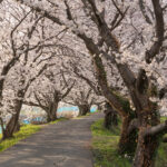 【福岡】うきは市の桜の名所『流川の桜並木』桜並木の様子と駐車場はこちら！