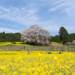 【佐賀】武雄市の桜の名所5選！！1日で全部楽しめる桜巡りコースを紹介！