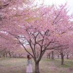 【大分】大分県竹田市 6種類2600本の桜が楽しめる『長湯温泉しだれ桜の里』