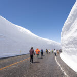 【富山】今が絶景のチャンス！行き方は？『雪の大谷』の雪の壁で日本とは思えない景色を満喫！